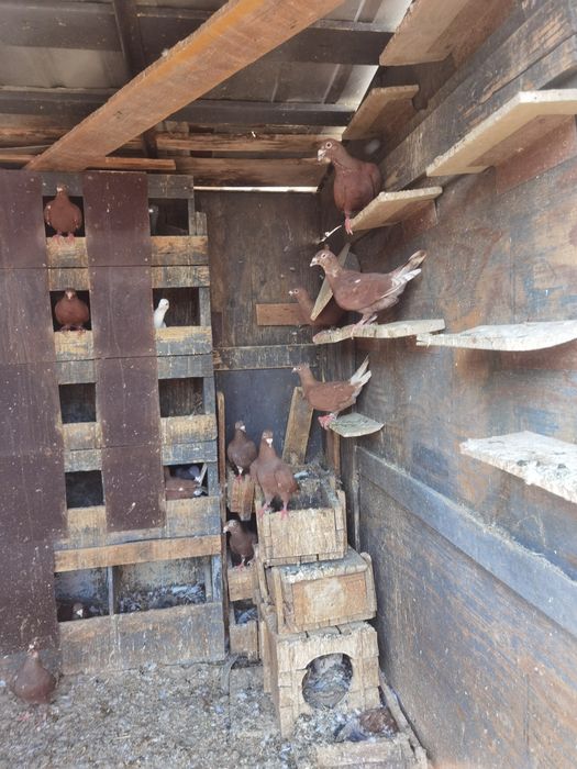 Porumbei roși de București și Simi