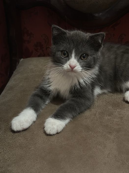 Mushuk sotiladi (American Shorthair 3 оylik ogil awilli soglom