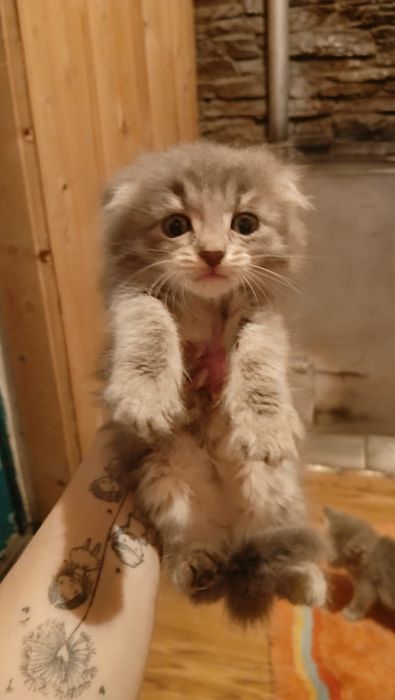 Отдам котят в добрые руки