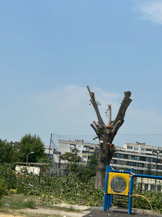 Рязане на опасни дървета и почистване на дворове