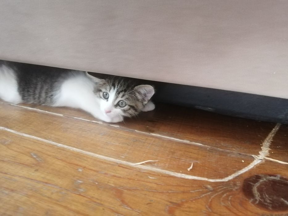 Отдам котёнка в добрые руки