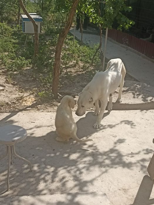 Продается щенок аллабая САО , девочка ,1,5 месяца