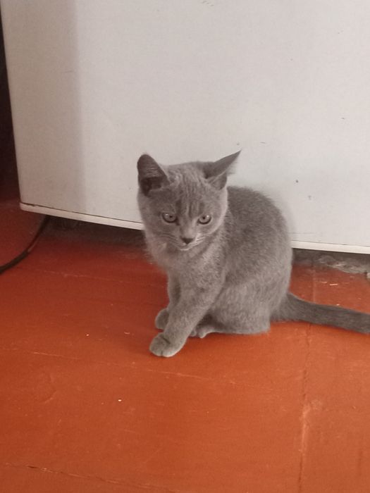 Котёнок британка девочка 3 мес