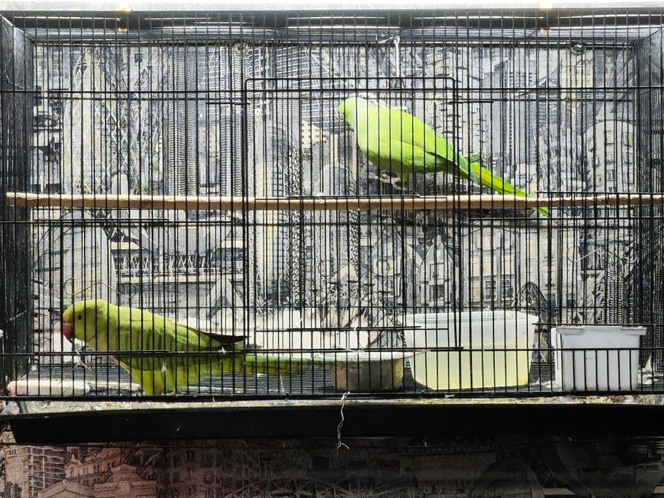 Попугай ожереловый