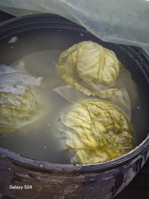 Varza murată calitate bună