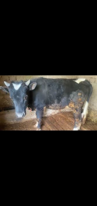 Продоётся бык, очень хороший