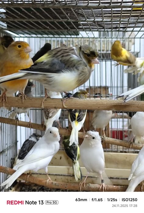Canari și peruși de vânzare