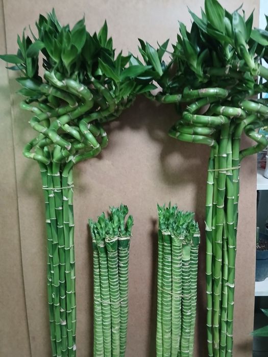 Бамбук счастья 100 и 60см