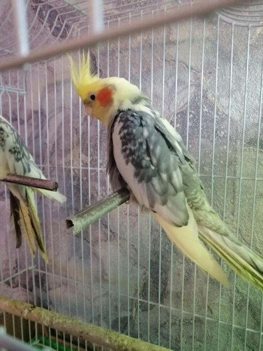 Корелловые попугаи