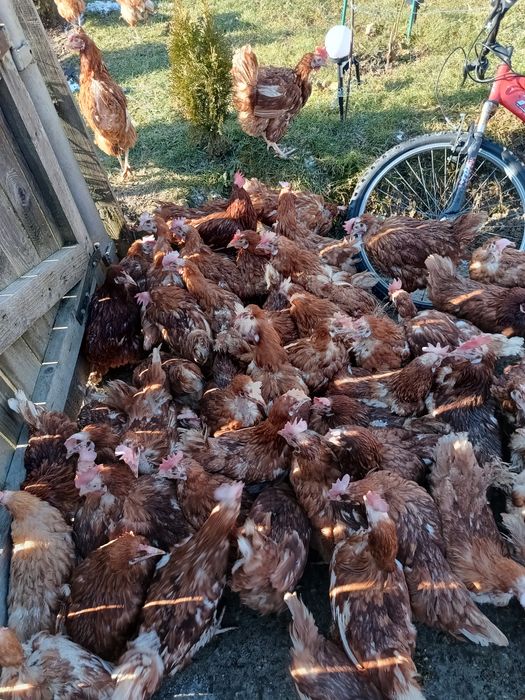 Găină roșie de oua