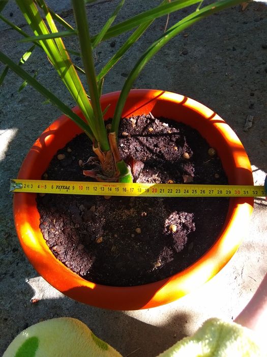 Финиковая пальма