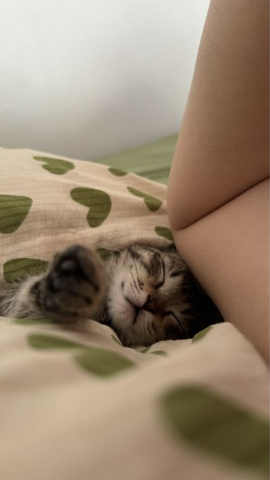 котик маленький красивый