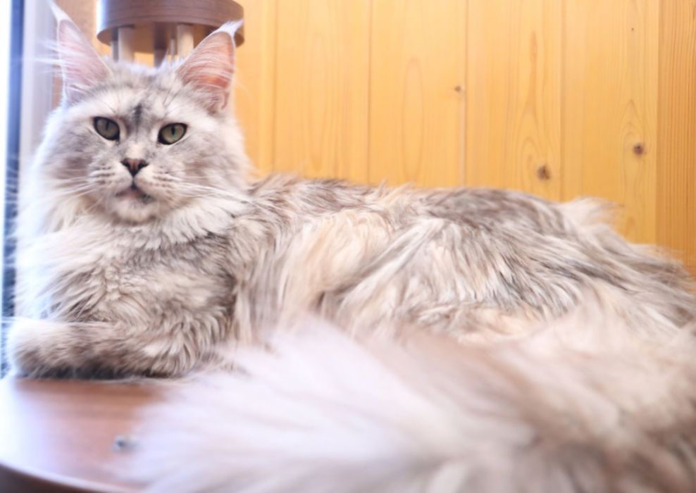 Шикарная девочка от огромных  мейнкунов