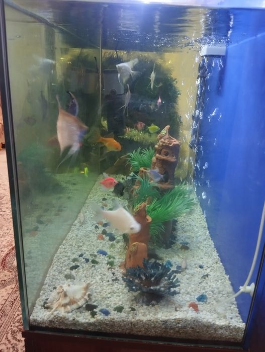 Аквариум срочно сотилади