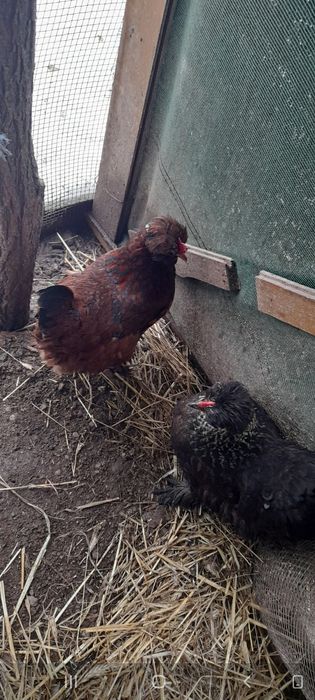 Oua pentru incubat.!