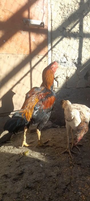 Дакан 20000тг саудасы бар