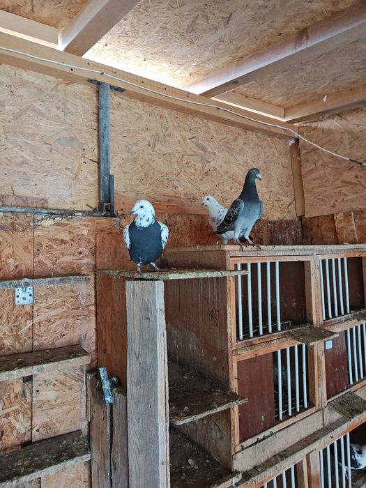 Vând porumbei voiajori