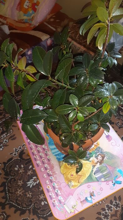 Комнатный цветок