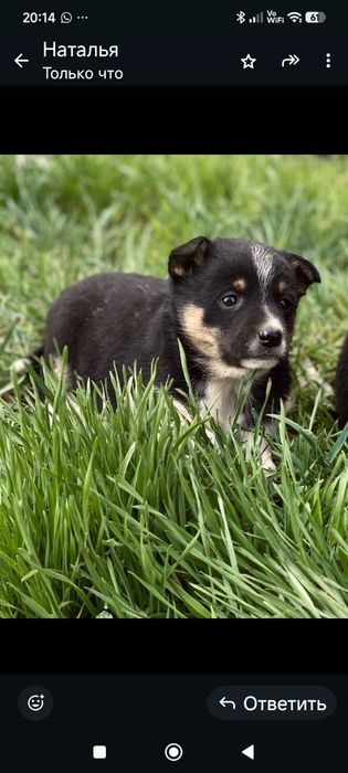 Щенки в хорошие руки