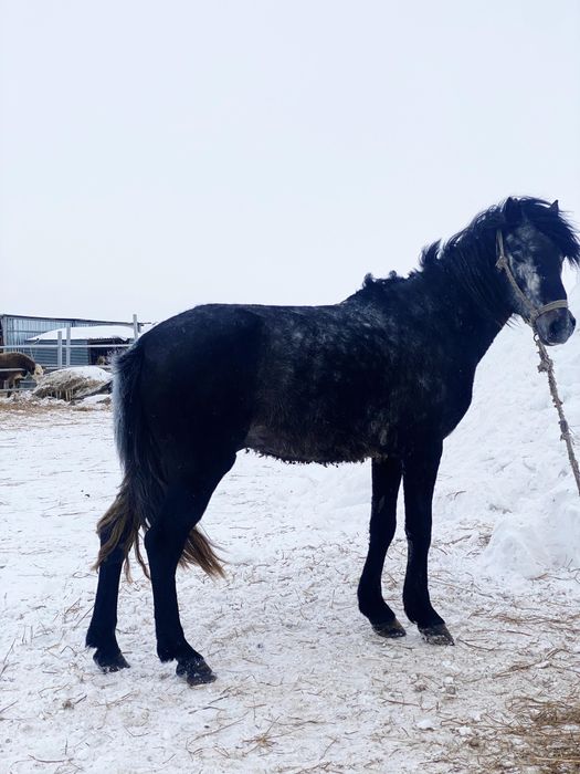 Айгыр сатылады, продается жеребец.