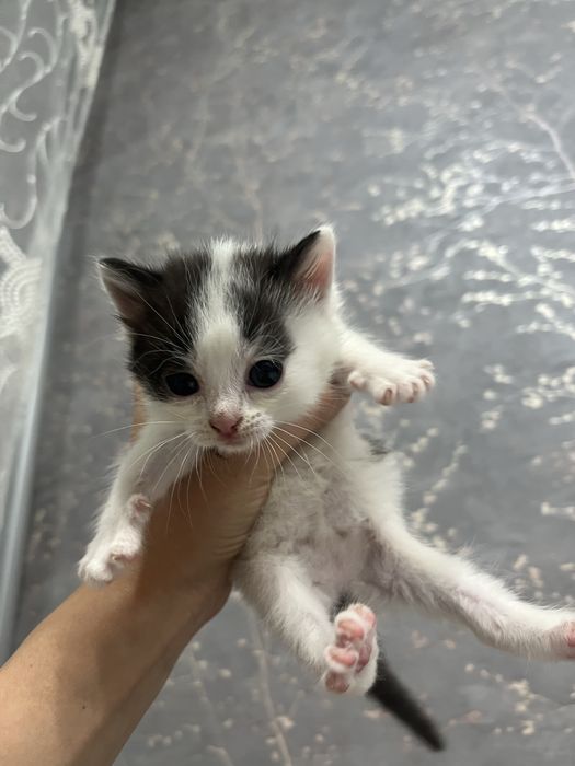 Котята мальчик и девочка , отдадим доброму сердцу