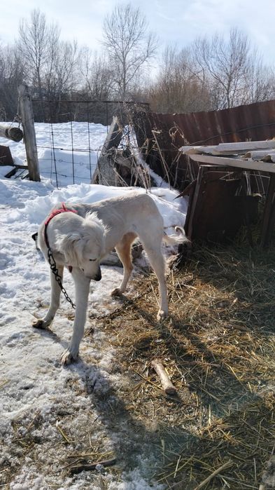 Тазы сатылады...