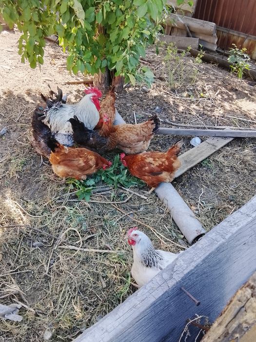Продам куриц и петух молодые