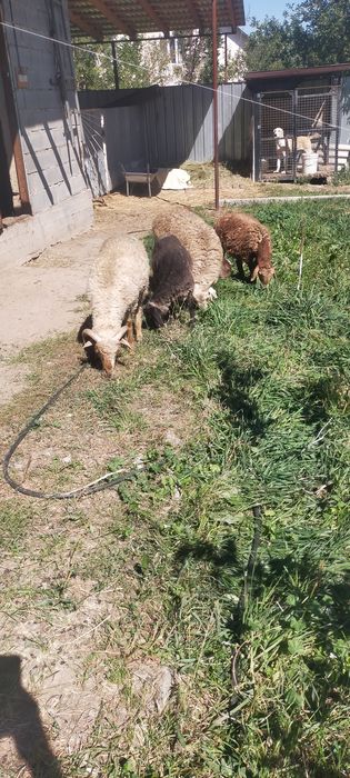 Продам тохты кошкарчики 5 штук