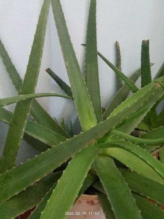 Алое жапырактары