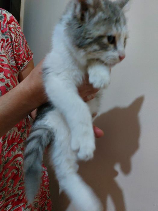 Yaxshi qollarga mushukcha