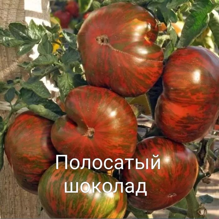 Рассада помидор в стаканчиках.