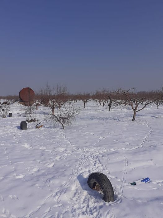 Сдам в аренду фазенду Николаевка