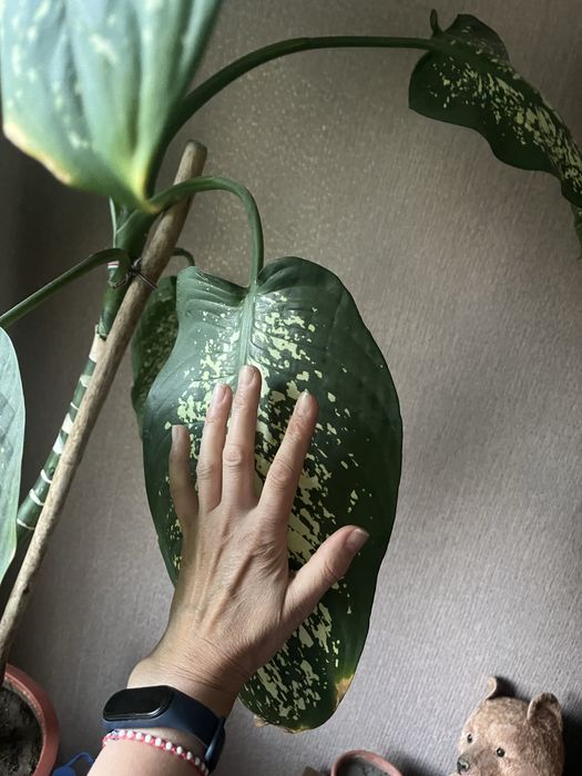 Диффенбахия каждая 10.000