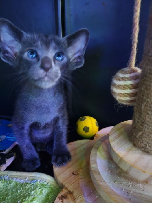 Ориентальные котята экстрим