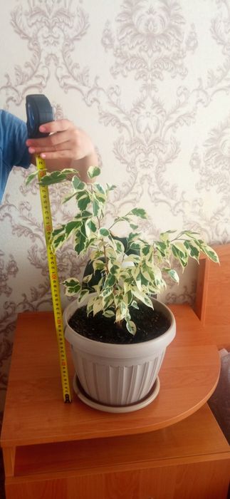 Фикус бенжамина.