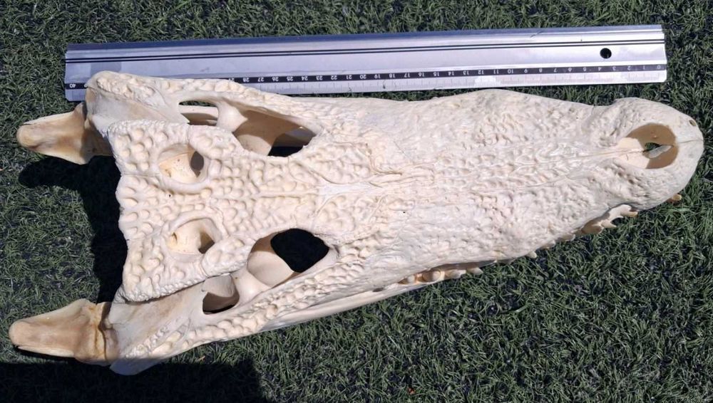 Челюст  Крокодил