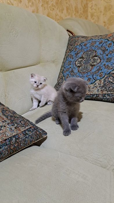 Домашние животные