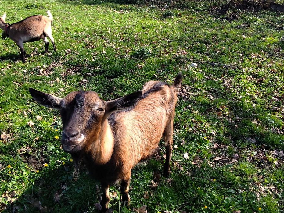 Vând capre si un țap