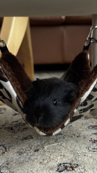 Подарявям морски свинчета