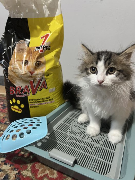 Отдадим котенка