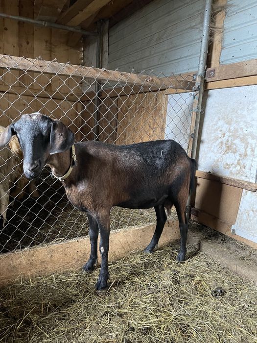 Vand doua capre cu lapte