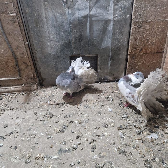 Павлины голуби домашние