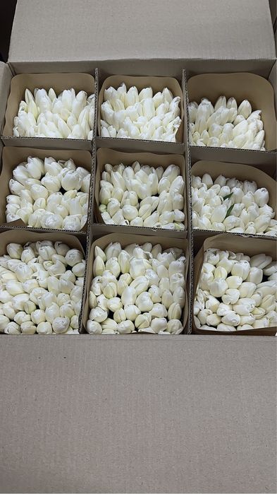 Тюльпаны тепличные большие оптом 55-60 см