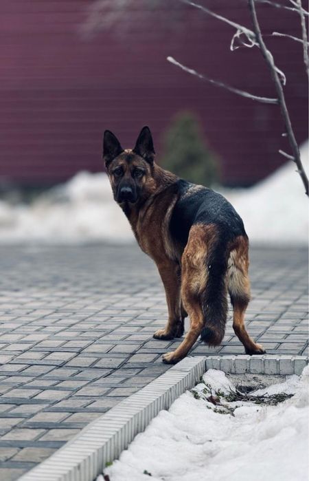 Щенки немецкой овчарка