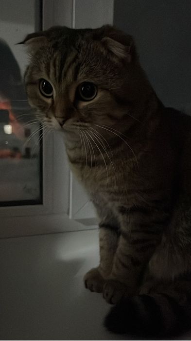 Продам кота,вислоухого