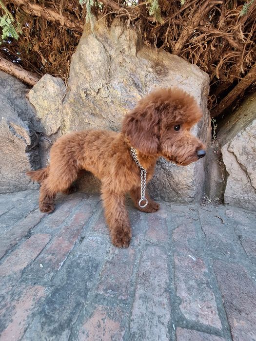 Pudel/caniche mascul