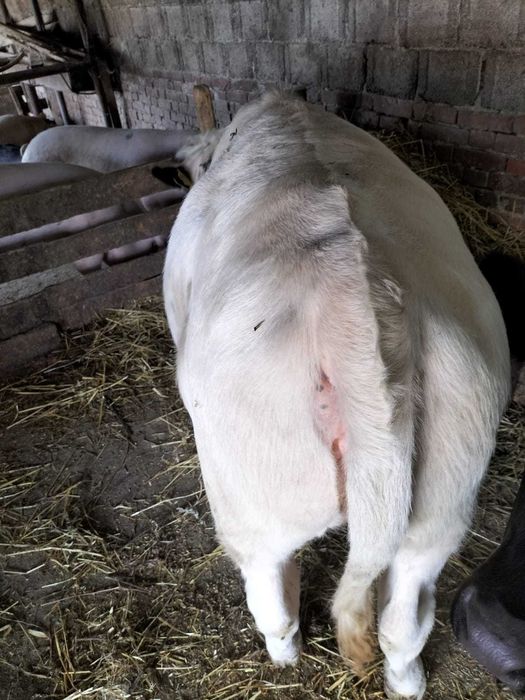 Vând 2 juninci în jur de 400 kg