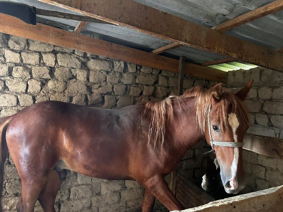 Семіз тайдан шығады жақында