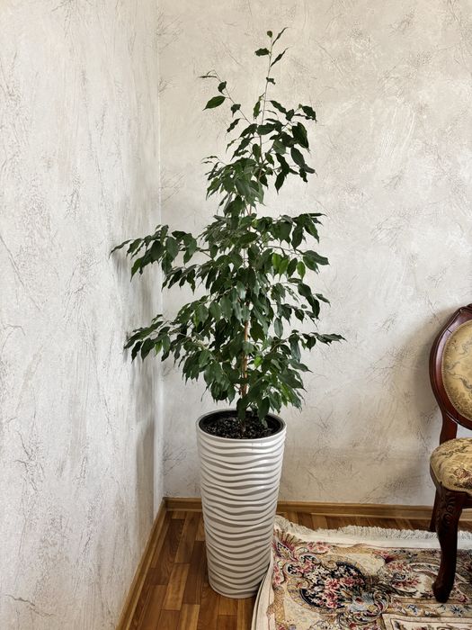 Фикус бенджамина