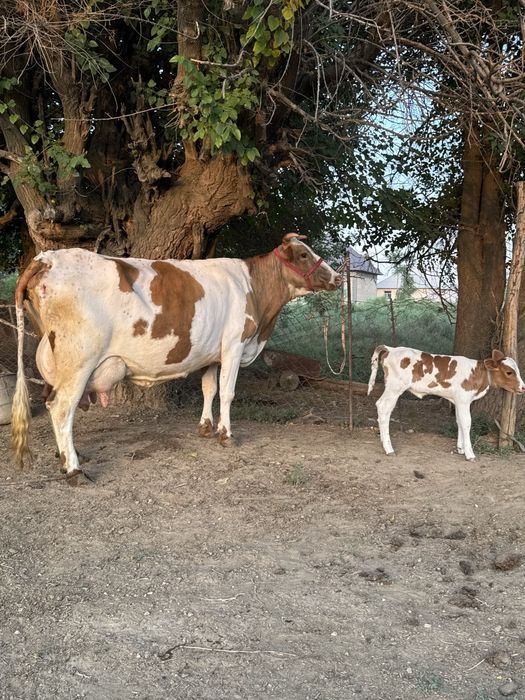 Симментал порода